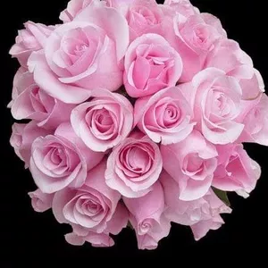 Цветы Оптом, Розы Оптом из Эквадора