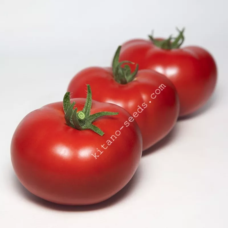 Семена красного индетерминантного томата KS 301 F1 2